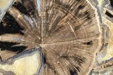 Petrified Wood (Schinoxylon) End-Cut - Blue Forest, Wyoming #362448-1